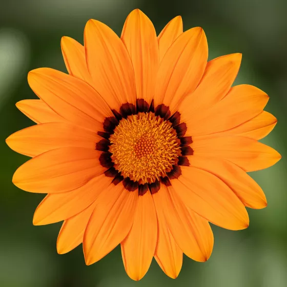 Frosty Kiss™ Orange