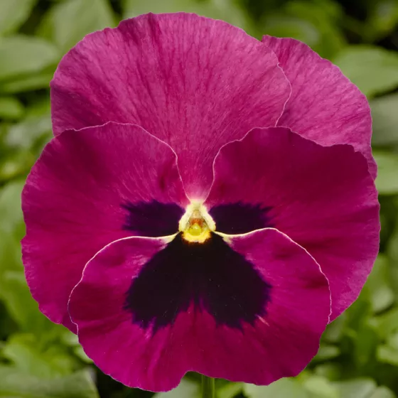 Delta™ Pro Rose with Blotch