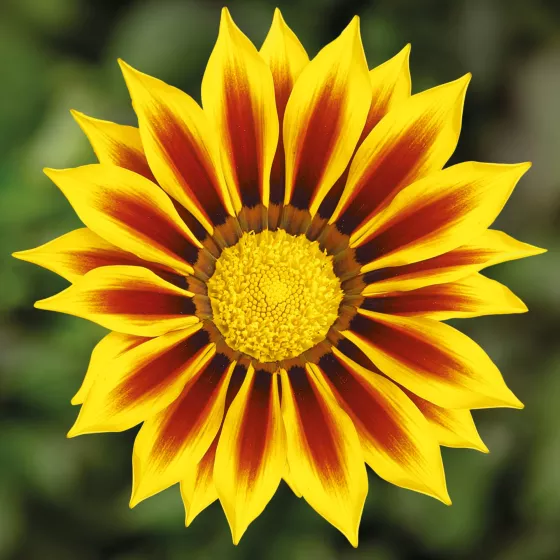 Kiss™ Yellow Flame