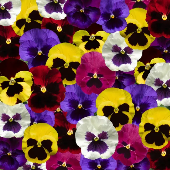 Delta™ Pro Blotch Mix