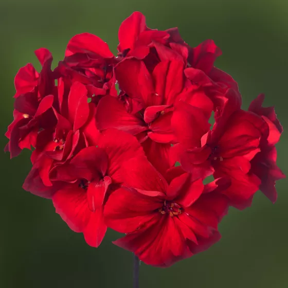 Mojo™ Dark Red