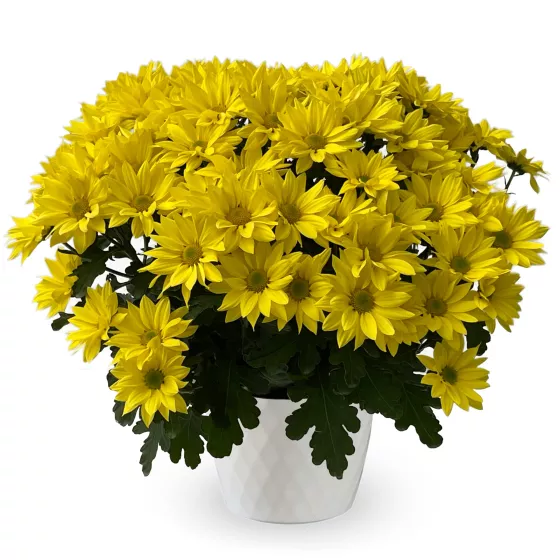 Grandview™ Yellow