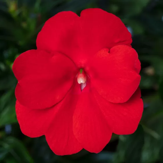 Spectra™ Bright Red