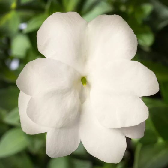 Spectra™ White