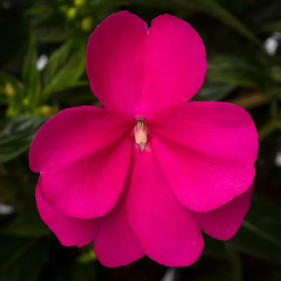 Spectra™ Magenta