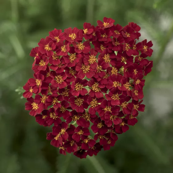 Desert Eve™ Red