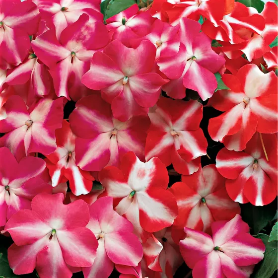 Accent™ Star Mix