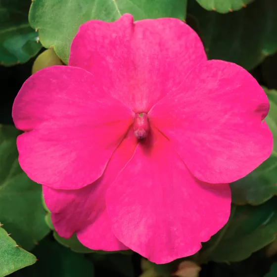 Accent™ Premium Rose
