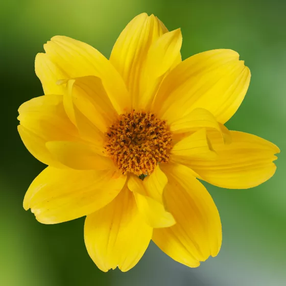 Brazen™ Happy Sun