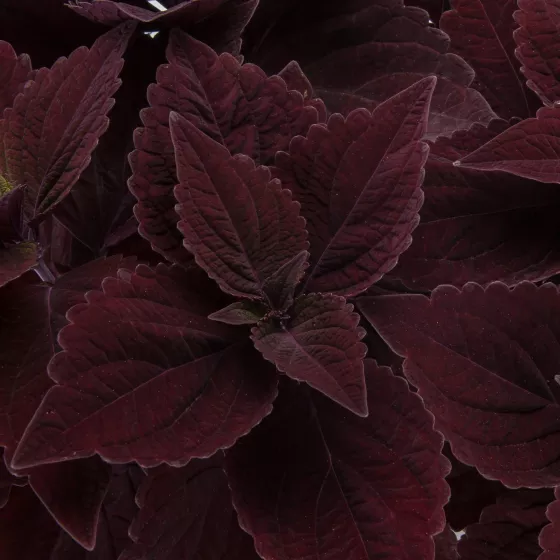 Talavera™ Chocolate Velveteen