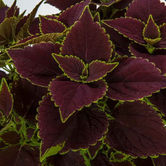 Talavera™ Chocolate Mint