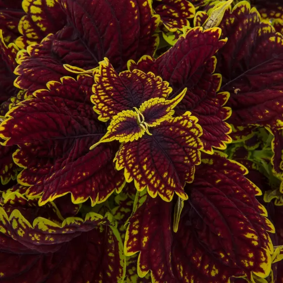 Talavera™ Burgundy Lime