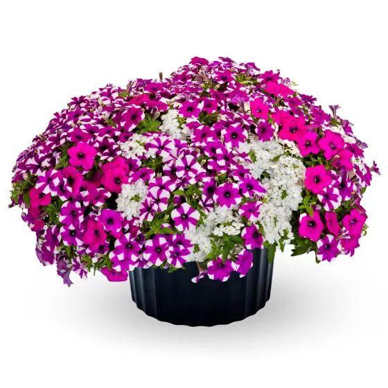 Blueberry Blast™ Mix | Syngenta Flowers