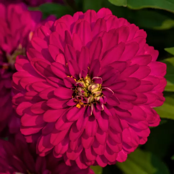Zydeco™ Cherry | Syngenta Flowers