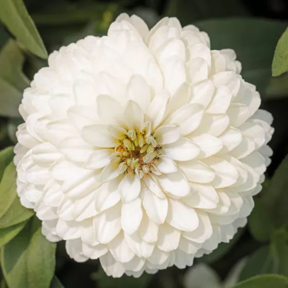 Zydeco™ White