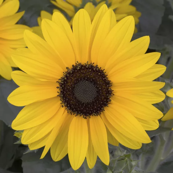 Sunfinity® Yellow Dark Center