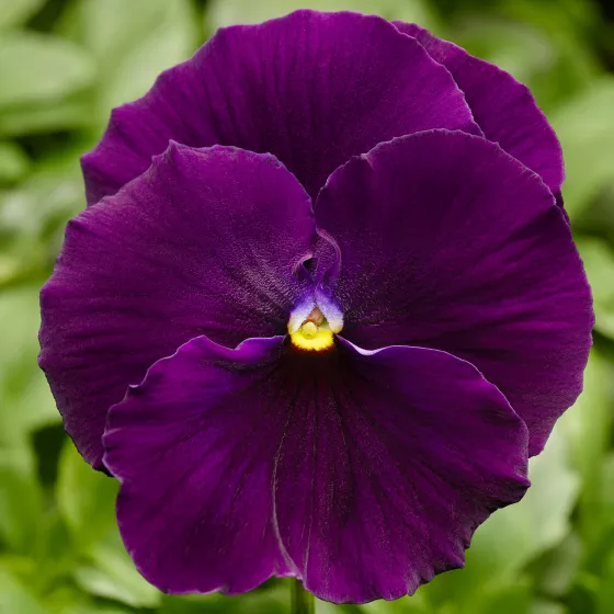 Delta™ Pro Clear Violet