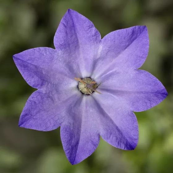 Cariboo™ Blue
