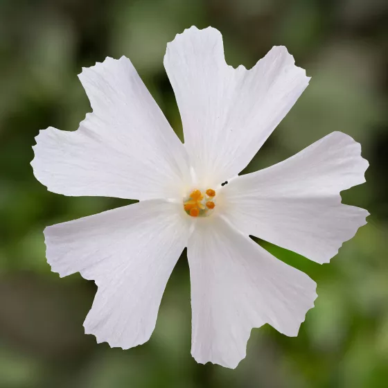 GoldiPhlox™ White