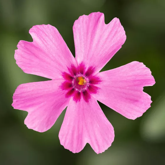 GoldiPhlox™ Cherry