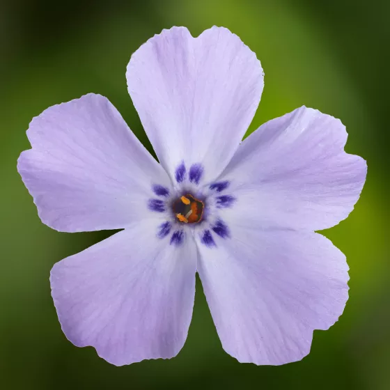 GoldiPhlox™ Lavender Eye