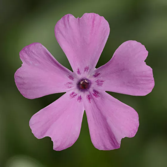 GoldiPhlox™ Rose