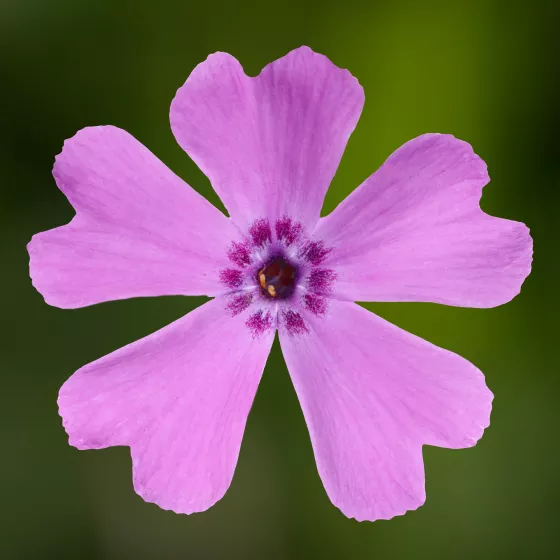 GoldiPhlox™ Pink