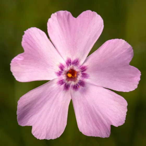 GoldiPhlox™ Light Pink