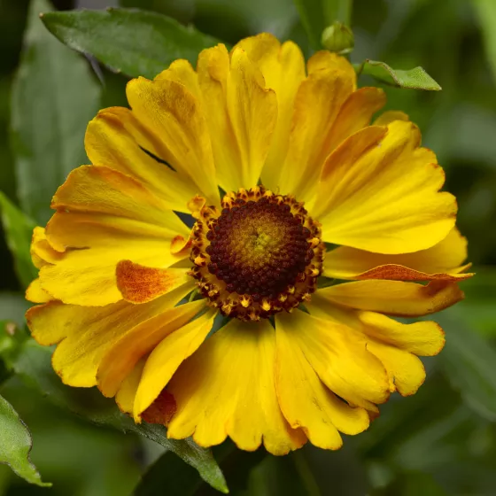 HayDay™ Golden Bicolor