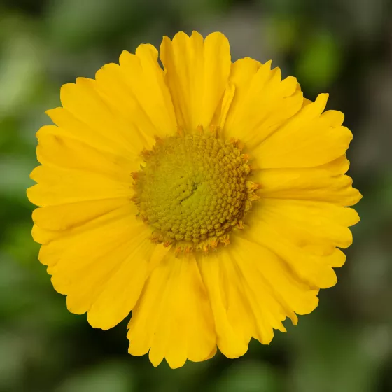 HayDay™ Yellow