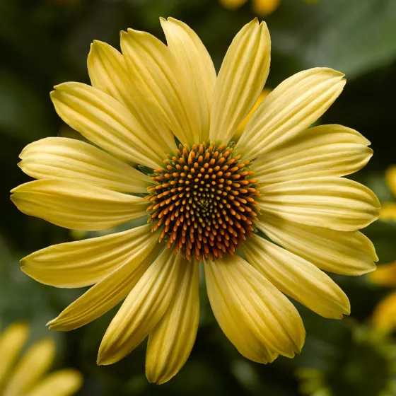Prairie Blaze™ Golden Yellow
