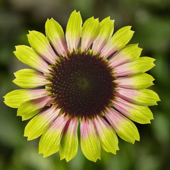 Prairie Blaze™ Vintage Lime | Syngenta Flowers