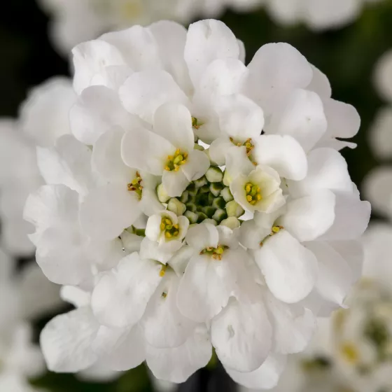 Snowsurfer™ Forte | Syngenta Flowers