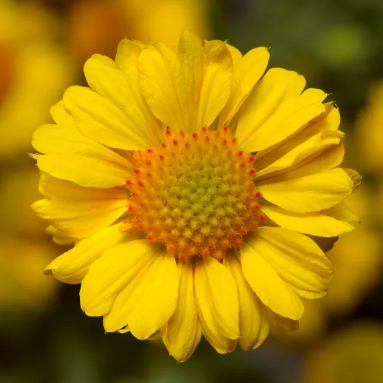 Sunrita® Golden Yellow