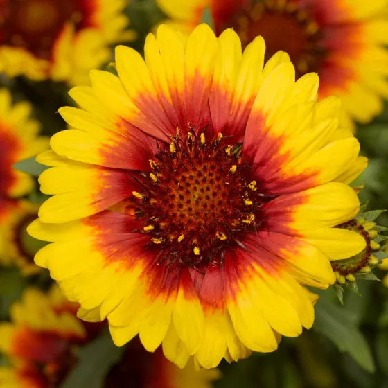 Sunrita® Yellow Red Ring