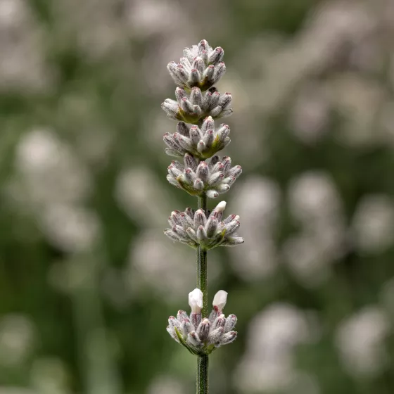 Vintro™ White