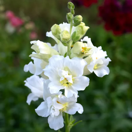 Madame Butterfly™ Ivory