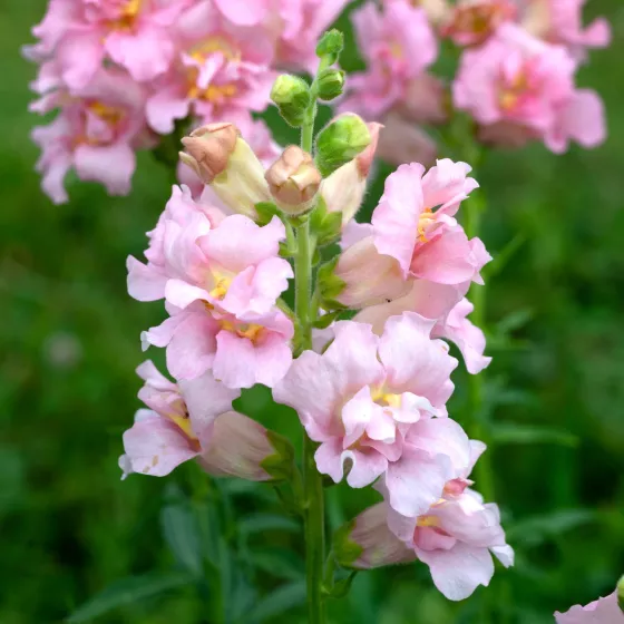 Madame Butterfly™ Pink
