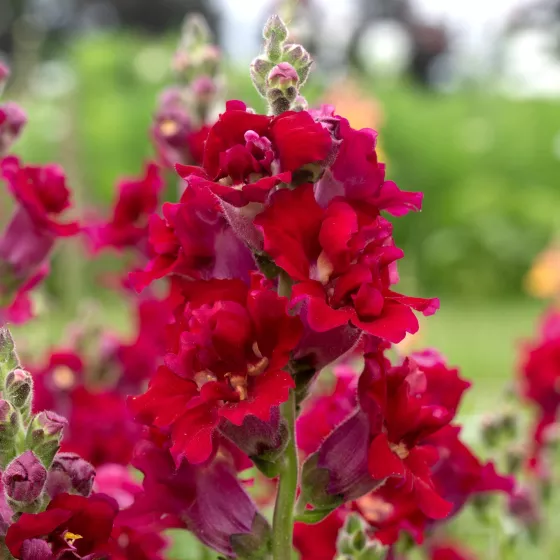 Madame Butterfly™ Red