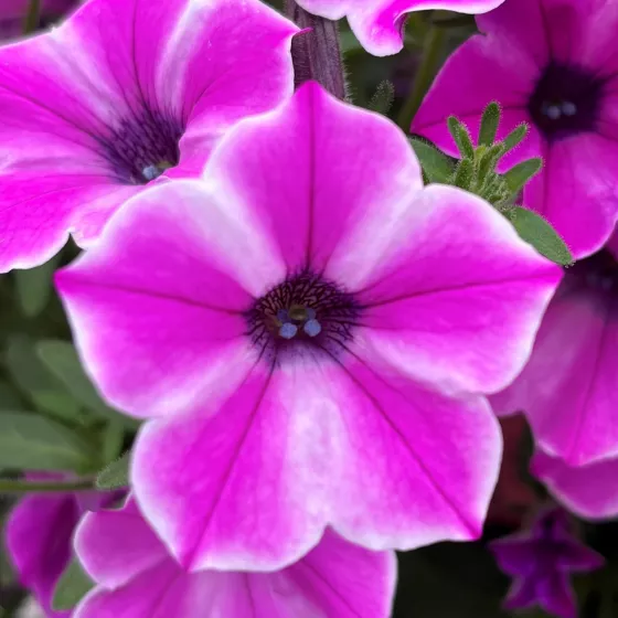 Dekko™ Pinwheel Purple