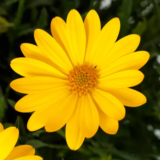 Tradewinds® Yellow Imp.