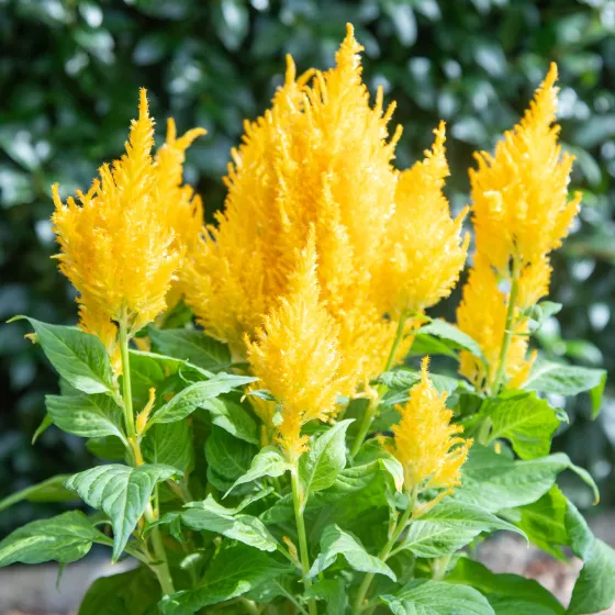Bright Sparks™ Yellow Imp.