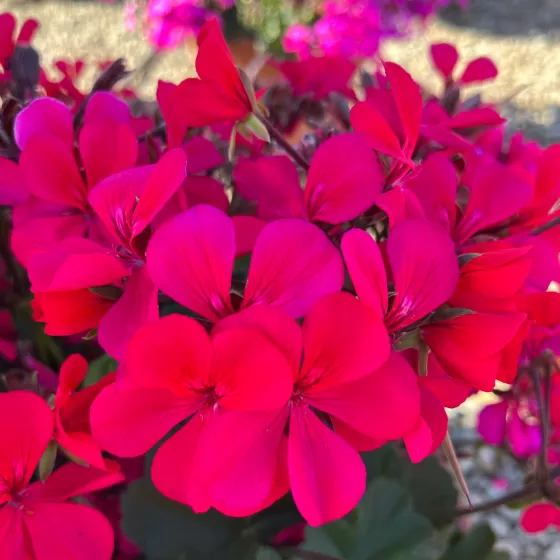Caldera™ Hot Pink