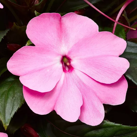 Florific® Pink