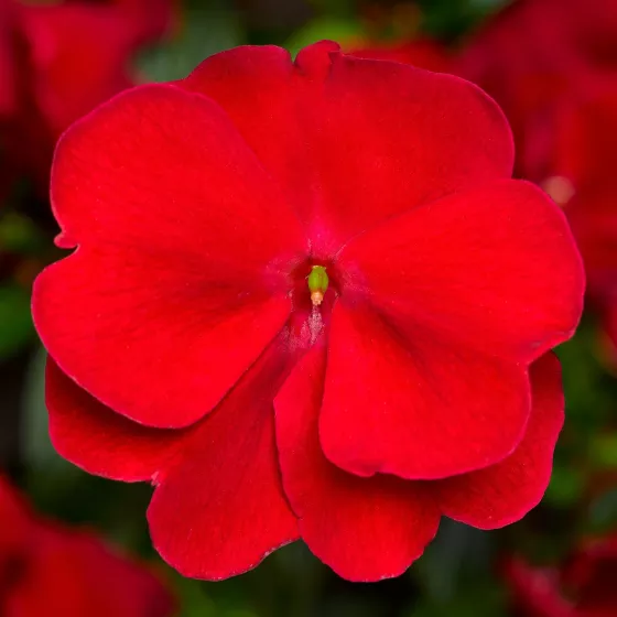 Florific® Red