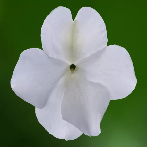 Imara® XDR White