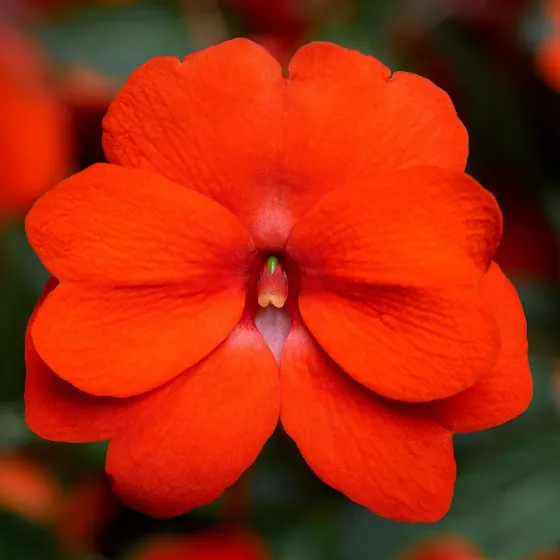 Florific® Orange