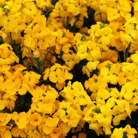 Sugar Rush™ Yellow