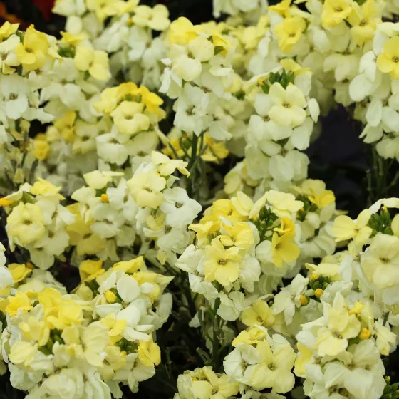 Sugar Rush™ Primrose