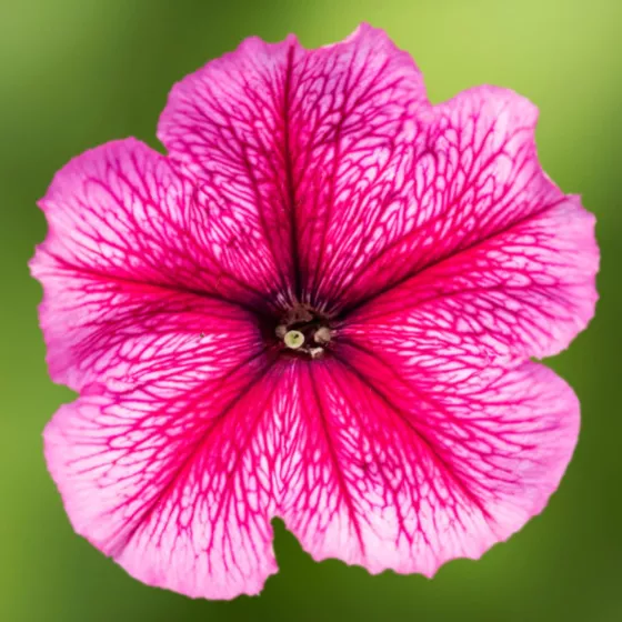 Damask™ Rose Veined